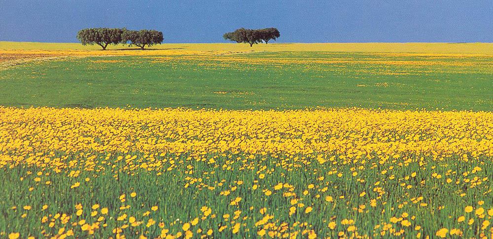 Campo florido amarelo e verde sob céu azul